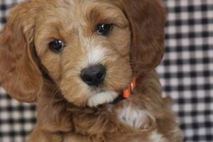 Find Live Puppies in Oregon Now! | My Caring Dog – Tips, Stories, and Care Guides for Loving Pet Owners