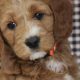 Find Live Puppies in Oregon Now! | My Caring Dog – Tips, Stories, and Care Guides for Loving Pet Owners
