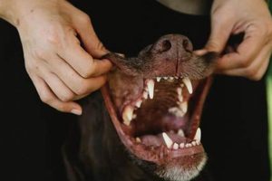 Ultimate Dog Teeth Care Guide | My Caring Dog – Tips, Stories, and Care Guides for Loving Pet Owners