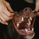 Ultimate Dog Teeth Care Guide | My Caring Dog – Tips, Stories, and Care Guides for Loving Pet Owners