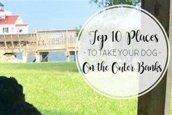 Top Dog Day Care in the Outer Banks, NC My Caring Dog – Tips, Stories, and Care Guides for Loving Pet Owners Top Dog Day Care in the Outer Banks, NC | My Caring Dog – Tips, Stories, and Care Guides for Loving Pet Owners