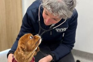 Palliative Care Dog | My Caring Dog – Tips, Stories, and Care Guides for Loving Pet Owners