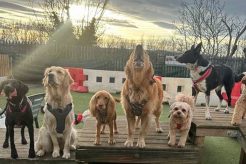 Best Oakington Dog Day Care Centre | Top Kennels | My Caring Dog – Tips, Stories, and Care Guides for Loving Pet Owners