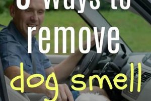 Remove Dog Smell From Car | My Caring Dog – Tips, Stories, and Care Guides for Loving Pet Owners