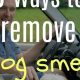 Remove Dog Smell From Car | My Caring Dog – Tips, Stories, and Care Guides for Loving Pet Owners