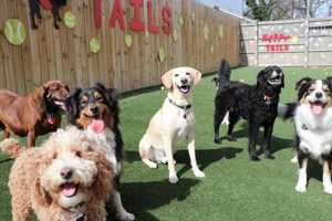 Best Dog Days Doggie Day Care | Top Choices | My Caring Dog – Tips, Stories, and Care Guides for Loving Pet Owners