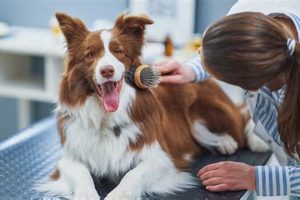 Ultimate Dog Care Guide: 1 Week Prep | My Caring Dog – Tips, Stories, and Care Guides for Loving Pet Owners