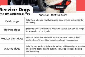 Service Dog Disabilities: Full Eligibility List | My Caring Dog – Tips, Stories, and Care Guides for Loving Pet Owners