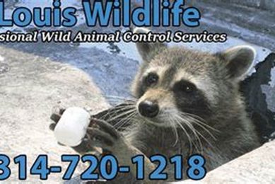 St. Louis Animal Control: Services & Resources | My Caring Dog – Tips, Stories, and Care Guides for Loving Pet Owners