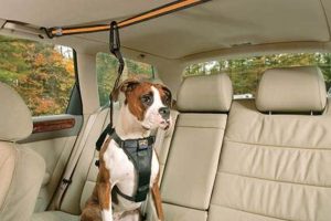 Dog Car Zipline My Caring Dog – Tips, Stories, and Care Guides for Loving Pet Owners Dog Car Zipline | My Caring Dog – Tips, Stories, and Care Guides for Loving Pet Owners