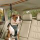 Dog Car Zipline | My Caring Dog – Tips, Stories, and Care Guides for Loving Pet Owners