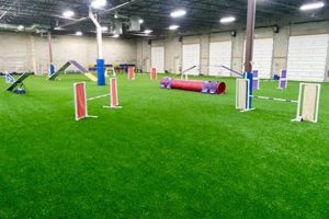 Best Dog Training in the Area: Your Local Experts | My Caring Dog – Tips, Stories, and Care Guides for Loving Pet Owners