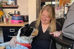 Best Pet Support Services for Your Dog | My Caring Dog – Tips, Stories, and Care Guides for Loving Pet Owners