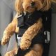 Best Dog Car Seats & Harnesses for Safe Travel | My Caring Dog – Tips, Stories, and Care Guides for Loving Pet Owners