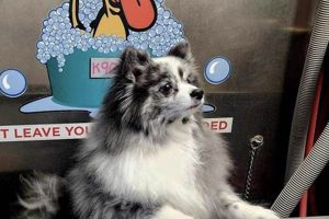 Best Mobile Car Wash for Dogs &amp; Puppies | My Caring Dog – Tips, Stories, and Care Guides for Loving Pet Owners