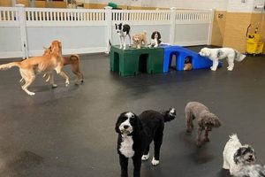 Best Dog Day Care in Eastbourne | Top Kennels | My Caring Dog – Tips, Stories, and Care Guides for Loving Pet Owners