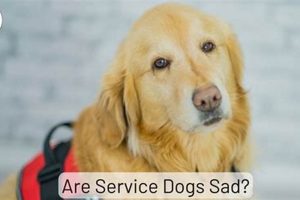 Service Dog Look Up: Verify & Find | My Caring Dog – Tips, Stories, and Care Guides for Loving Pet Owners