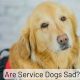 Service Dog Look Up: Verify & Find | My Caring Dog – Tips, Stories, and Care Guides for Loving Pet Owners
