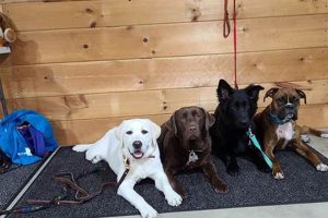 Best Southcoast Dog Training & Care Inc. Experts My Caring Dog – Tips, Stories, and Care Guides for Loving Pet Owners Best Southcoast Dog Training & Care Inc. Experts | My Caring Dog – Tips, Stories, and Care Guides for Loving Pet Owners