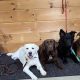 Best Southcoast Dog Training & Care Inc. Experts | My Caring Dog – Tips, Stories, and Care Guides for Loving Pet Owners