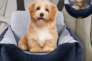 How To Train A Dog Not To Get Car Sick My Caring Dog – Tips, Stories, and Care Guides for Loving Pet Owners How To Train A Dog Not To Get Car Sick | My Caring Dog – Tips, Stories, and Care Guides for Loving Pet Owners