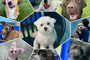 Top Dog Day Care in Warrington, Cheshire My Caring Dog – Tips, Stories, and Care Guides for Loving Pet Owners Top Dog Day Care in Warrington, Cheshire | My Caring Dog – Tips, Stories, and Care Guides for Loving Pet Owners
