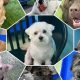 Top Dog Day Care in Warrington, Cheshire | My Caring Dog – Tips, Stories, and Care Guides for Loving Pet Owners