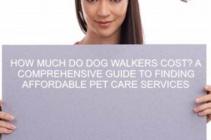 Top Pet Care Insurance for Dog Walkers: Full Guide | My Caring Dog – Tips, Stories, and Care Guides for Loving Pet Owners