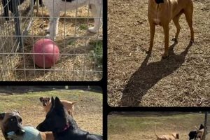 The Ultimate Guide to Champion Car Canines My Caring Dog – Tips, Stories, and Care Guides for Loving Pet Owners The Ultimate Guide to Champion Car Canines | My Caring Dog – Tips, Stories, and Care Guides for Loving Pet Owners