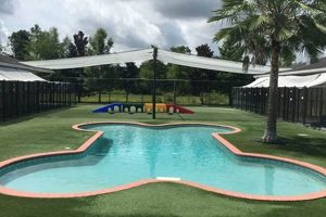 Best Dog Day Care in St. Augustine, FL My Caring Dog – Tips, Stories, and Care Guides for Loving Pet Owners Best Dog Day Care in St. Augustine, FL | My Caring Dog – Tips, Stories, and Care Guides for Loving Pet Owners