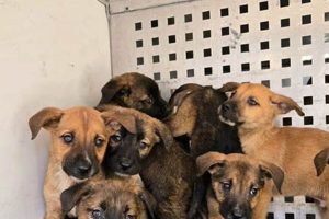 Show Your Pet You Care: iCareSTL Dog Accessories My Caring Dog – Tips, Stories, and Care Guides for Loving Pet Owners Show Your Pet You Care: iCareSTL Dog Accessories | My Caring Dog – Tips, Stories, and Care Guides for Loving Pet Owners