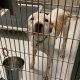 Best Animal Shelters in Evanston IL | Adopt | My Caring Dog – Tips, Stories, and Care Guides for Loving Pet Owners