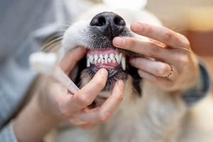 Dog Dental Care My Caring Dog – Tips, Stories, and Care Guides for Loving Pet Owners Dog Dental Care | My Caring Dog – Tips, Stories, and Care Guides for Loving Pet Owners
