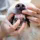 Dog Dental Care | My Caring Dog – Tips, Stories, and Care Guides for Loving Pet Owners