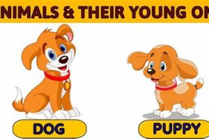 Dog Moms: How Long is Puppy Care? My Caring Dog – Tips, Stories, and Care Guides for Loving Pet Owners Dog Moms: How Long is Puppy Care? | My Caring Dog – Tips, Stories, and Care Guides for Loving Pet Owners