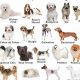 Find Your Perfect Car Companion Dog: A Guide | My Caring Dog – Tips, Stories, and Care Guides for Loving Pet Owners
