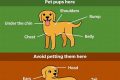 Find Your Perfect Car Dog: Adoption & Breeders My Caring Dog – Tips, Stories, and Care Guides for Loving Pet Owners Find Your Perfect Car Dog: Adoption & Breeders | My Caring Dog – Tips, Stories, and Care Guides for Loving Pet Owners