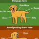 Find Your Perfect Car Dog: Adoption & Breeders | My Caring Dog – Tips, Stories, and Care Guides for Loving Pet Owners
