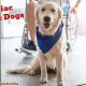 Best Cardiac Service Dogs: Ultimate Guide | My Caring Dog – Tips, Stories, and Care Guides for Loving Pet Owners