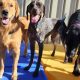 Best Dog Day Care in Berkshire | Top Centers | My Caring Dog – Tips, Stories, and Care Guides for Loving Pet Owners