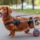 Dogs For Special Needs | My Caring Dog – Tips, Stories, and Care Guides for Loving Pet Owners
