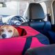 Ultimate Dog Car Travel Guide: Tips &amp; Tricks | My Caring Dog – Tips, Stories, and Care Guides for Loving Pet Owners