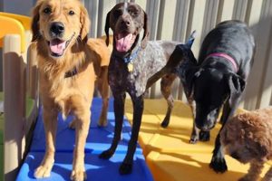 Best Dog Day Care in Arvada, CO: Top Picks My Caring Dog – Tips, Stories, and Care Guides for Loving Pet Owners Best Dog Day Care in Arvada, CO: Top Picks | My Caring Dog – Tips, Stories, and Care Guides for Loving Pet Owners