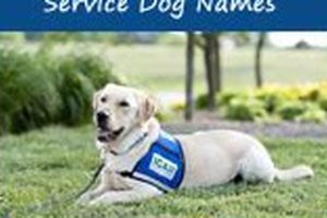 Best Service Dog Names: Top Picks & Ideas My Caring Dog – Tips, Stories, and Care Guides for Loving Pet Owners Best Service Dog Names: Top Picks & Ideas | My Caring Dog – Tips, Stories, and Care Guides for Loving Pet Owners
