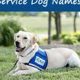 Best Service Dog Names: Top Picks & Ideas | My Caring Dog – Tips, Stories, and Care Guides for Loving Pet Owners