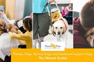 Understanding Support Dogs: A Complete Guide | My Caring Dog – Tips, Stories, and Care Guides for Loving Pet Owners