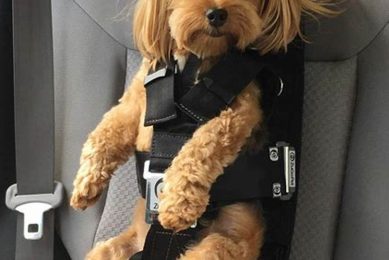 Best Dog Car Seat Harnesses for Safe Travel My Caring Dog – Tips, Stories, and Care Guides for Loving Pet Owners Best Dog Car Seat Harnesses for Safe Travel | My Caring Dog – Tips, Stories, and Care Guides for Loving Pet Owners