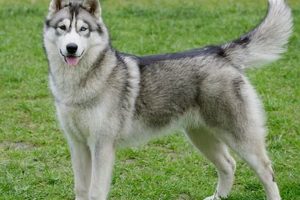 Expert Husky Dog Care Guide: Tips & Tricks My Caring Dog – Tips, Stories, and Care Guides for Loving Pet Owners Expert Husky Dog Care Guide: Tips & Tricks | My Caring Dog – Tips, Stories, and Care Guides for Loving Pet Owners