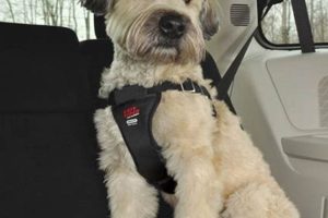 Best Easy Rider Dog Car Harness for Safe Travels My Caring Dog – Tips, Stories, and Care Guides for Loving Pet Owners Best Easy Rider Dog Car Harness for Safe Travels | My Caring Dog – Tips, Stories, and Care Guides for Loving Pet Owners