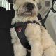 Best Easy Rider Dog Car Harness for Safe Travels | My Caring Dog – Tips, Stories, and Care Guides for Loving Pet Owners